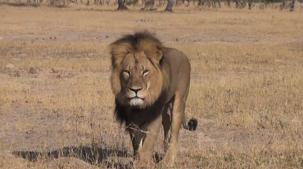 Un cazador español mató a Cecil, el león más viejo y hermoso de África