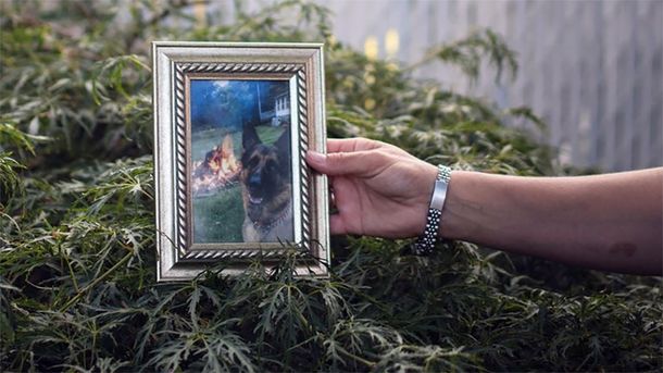 Murió Buddy, el primer perro con coronavirus en Estados Unidos