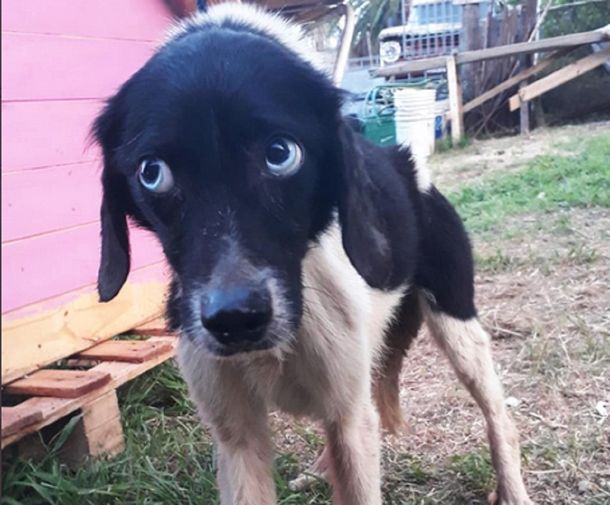 Rescatan a 45 perros y 25 gatos de una casa de La Plata: estaban desnutridos y en cautiverio