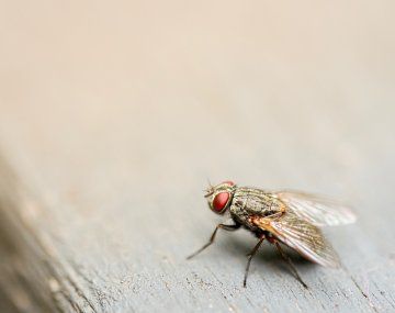 Infalibles: siete trucos caseros efectivos para ahuyentar las moscas para siempre