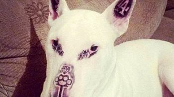 La foto del perro con la cara tatuada que generó indinación en Facebook. La foto del perro con la cara tatuada que generó indinación en Facebook.