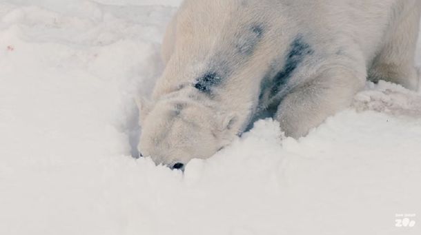 Le regalaron 26 toneladas de nieve a los osos polares del zoo de San Diego