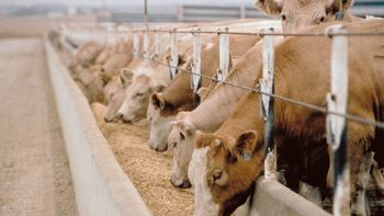 argentina podra exportar carne premium a ue argentina podra exportar carne premium a ue