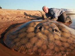 Mantarraya gigante 1