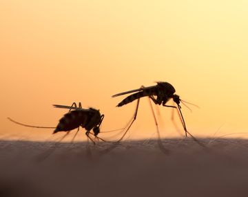 Los mosquitos estériles de Google para combatir el Zika