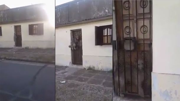 El perro saltó y quedó atrapado contral al reja