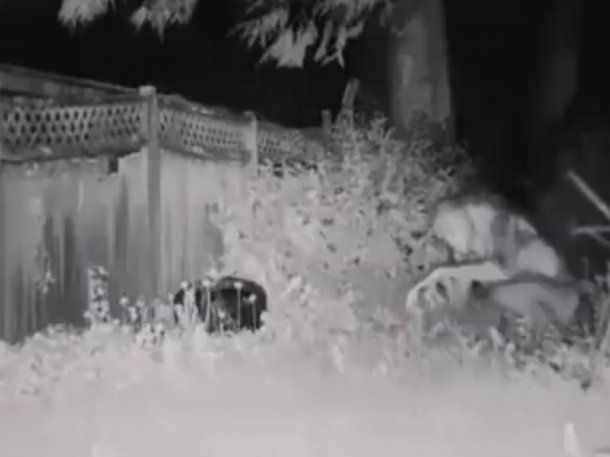 Las Vegas: conmoción por el video de un supuesto extraterrestre que se viralizó