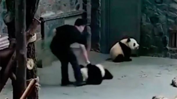 Los pandas bebés fueron maltratados por sus cuidadores