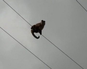 Un mono escapó d un ecoparque y murió electrocutado en Godoy Cruz, Mendoza