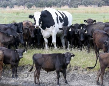 Un toro gigante se salvó del matadero porque mide dos metros