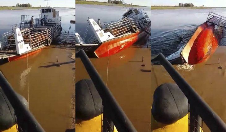 Entre Ríos: se dio vuelta un barco con 68 vacas, murieron 20