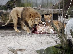 El zoológico que había sacrificado a una jirafa ahora mató a cuatro leones