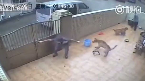 VIDEO: Violento robo de dos perros para ser vendidos como carne en China