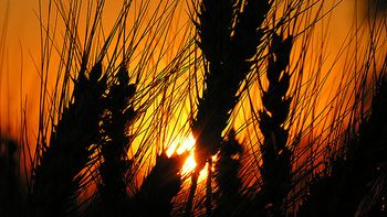 reunion entre productores y moreno por la caida de trigo reunion entre productores y moreno por la caida de trigo