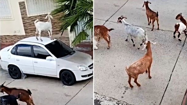 Video viral: un rebaño de cabras dañó varios autos en Concordia