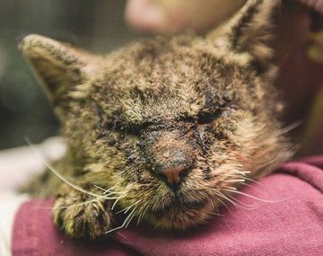 Donaciones salvaron a un gato moribundo 