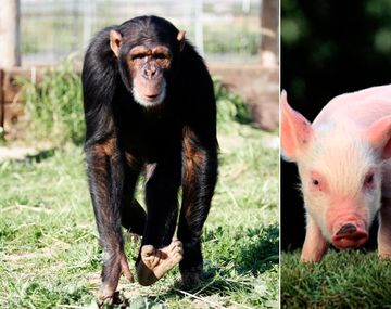 Un mono vivió dos años con un corazón de cerdo