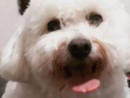 Tiene 84 años, la asaltaron dos veces en tres días y le robaron hasta a Mora, su perrita caniche
