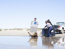 Una historia para no olvidar: el día que liberé a un león marino