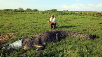 australia: la foto de un cocodrilo gigante genero un debate viral australia: la foto de un cocodrilo gigante genero un debate viral