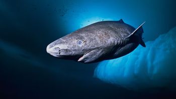 Desafía al tiempo: descubren un tiburón que nacido en 1627 y tendría casi 400 años