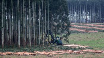 Las ventas de rollizos de eucaliptus crecieron en 2023. Las ventas de rollizos de eucaliptus crecieron en 2023.