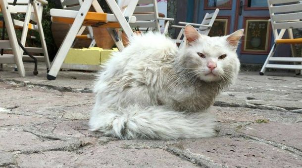 Buscan a la familia de un gato que viajó como refugiado de Irak a Alemania