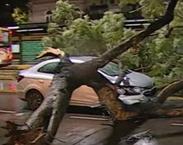 Temporal de viento y lluvia dejó árboles caídos