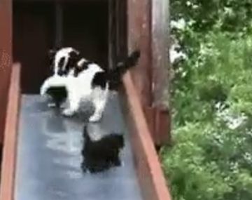 El estrés de una gata para salvar a sus crías de la caída desde un tobogán