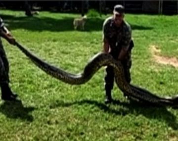 En Brasil capturaron a una anaconda de 7 metros que se comía gallinas y cerdos