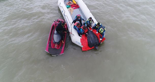 VIDEO: Regresaron al mar una tortuga de más de 200 kilos en San Clemente