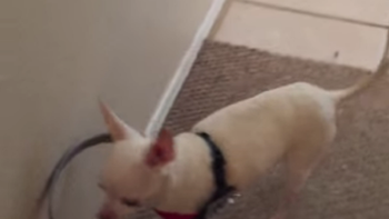 un perro ciego que puede caminar gracias al simple invento de su dueno un perro ciego que puede caminar gracias al simple invento de su dueno