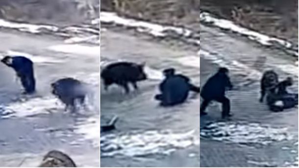 Violento ataque de un jabalí