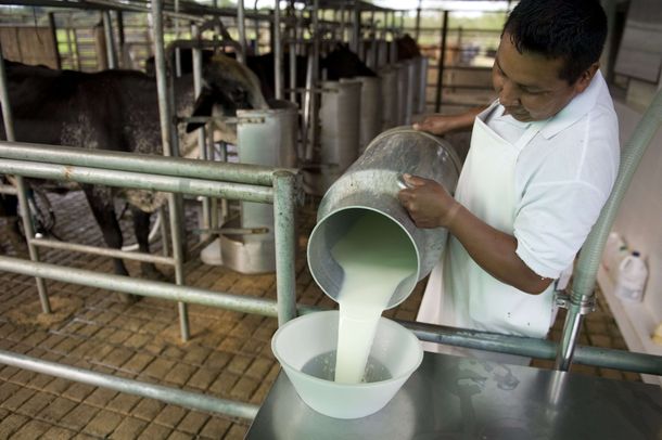 La producción de leche cayó a niveles de hace 20 años