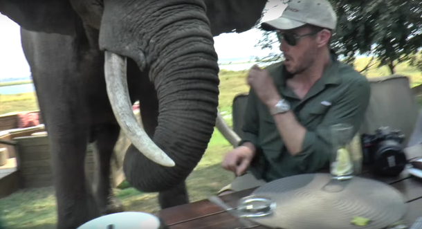 VIDEO: Un elefante enojado se desquita con turistas que estaban comiendo