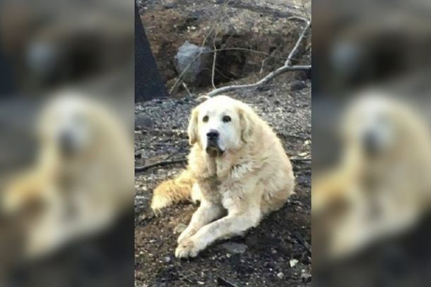 Incendio en California: un perro esperó un mes a sus dueños en su casa en ruinas