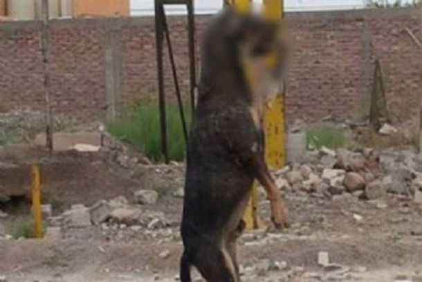 Un horror: ahorcaron con un fierro en la boca a un perro y lo dejaron colgando