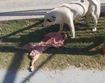 Río Negro: una perra le robó el lechón a un grupo de concejales