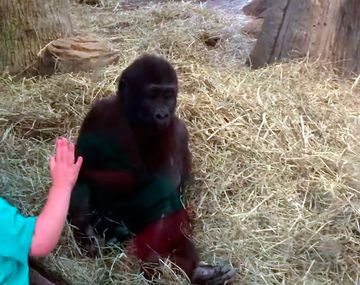 VIDEO: Un nene se divierte jugando a las escondidas con un gorila bebé