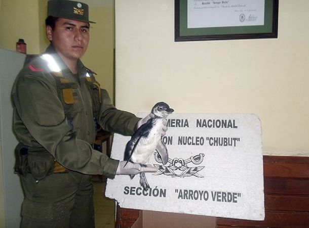 Gentileza diario Jornada.