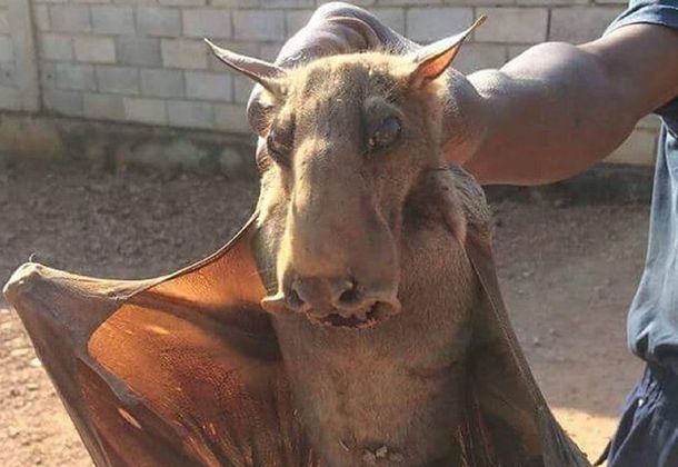 Se viralizó la foto de un murciélago gigante