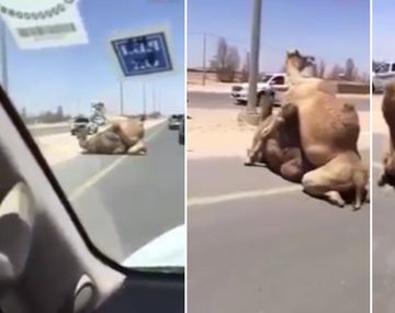 Los camellos bloquearon el tránsito