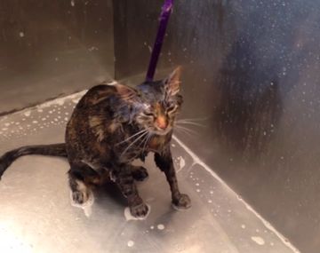 Mirá el ruego de un gatito que no se quiere bañar