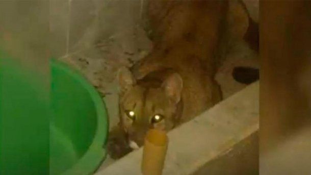Un hombre fue al baño a la madrugada y se encontró con un puma