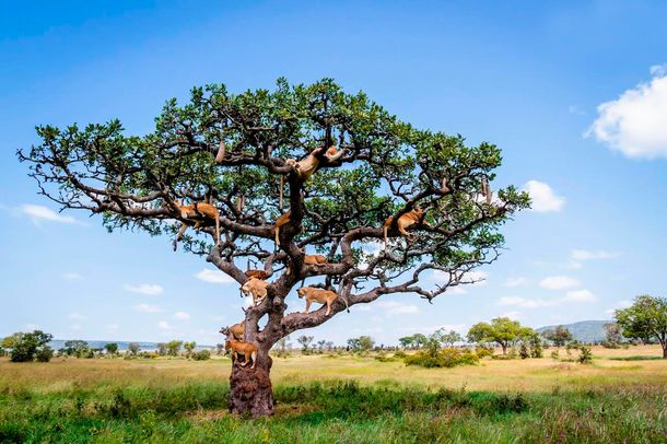 ¿Cuántos leones descansan camuflados en las ramas de este árbol?