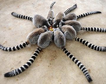 Pensé que era una araña: el tuit viral que llegó a cientos de miles de personas