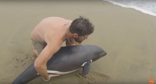 VIDEO: Salvó a un delfín en una playa de Namibia