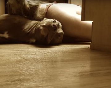 Un perro que fue entrenado para ayudar a su dueña con ataques epilépticos