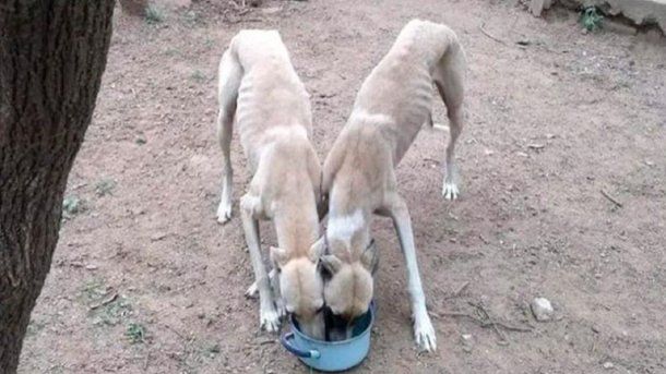 Un hombre fue denunciado en Bell Ville por entrenar a su pitbull con galgos desnutridos.&nbsp;