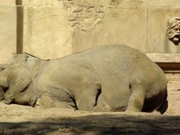 impulsan un proyecto para sacar el zoologico de la ciudad impulsan un proyecto para sacar el zoologico de la ciudad